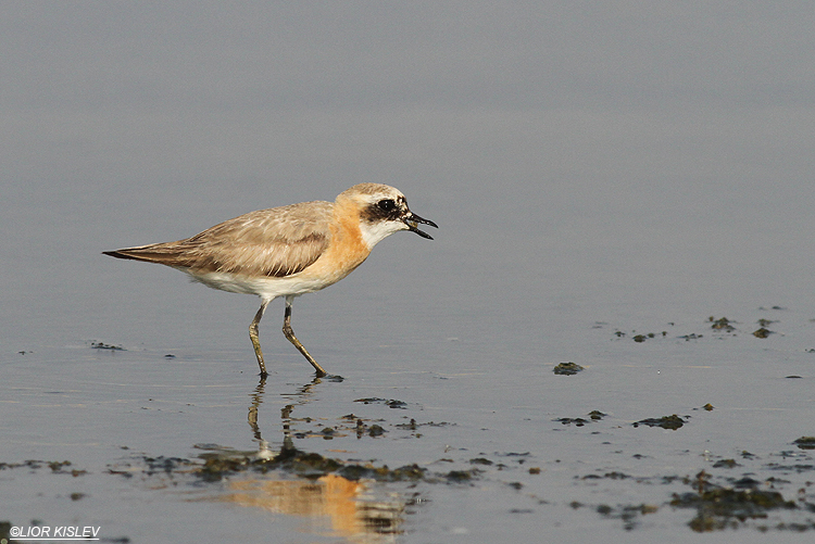 Lesser Sand Plover Charadrius mongolus, Maagan Michael 01-08-13 Lior Kislev